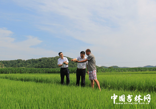 栾天下乡到农户稻田里调研（居中者为栾天）.jpg