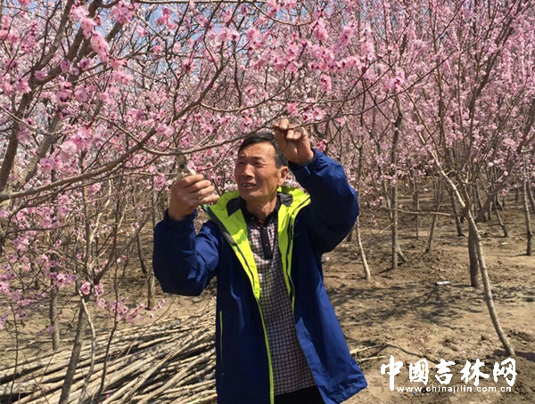 唐福臣在查看梅树.jpg